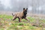 MALINOIS 890